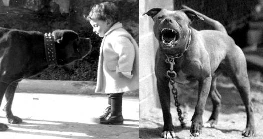 SKBandog