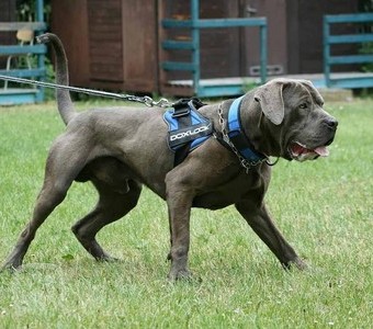 bandog,obrana