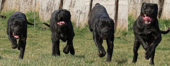 bandog