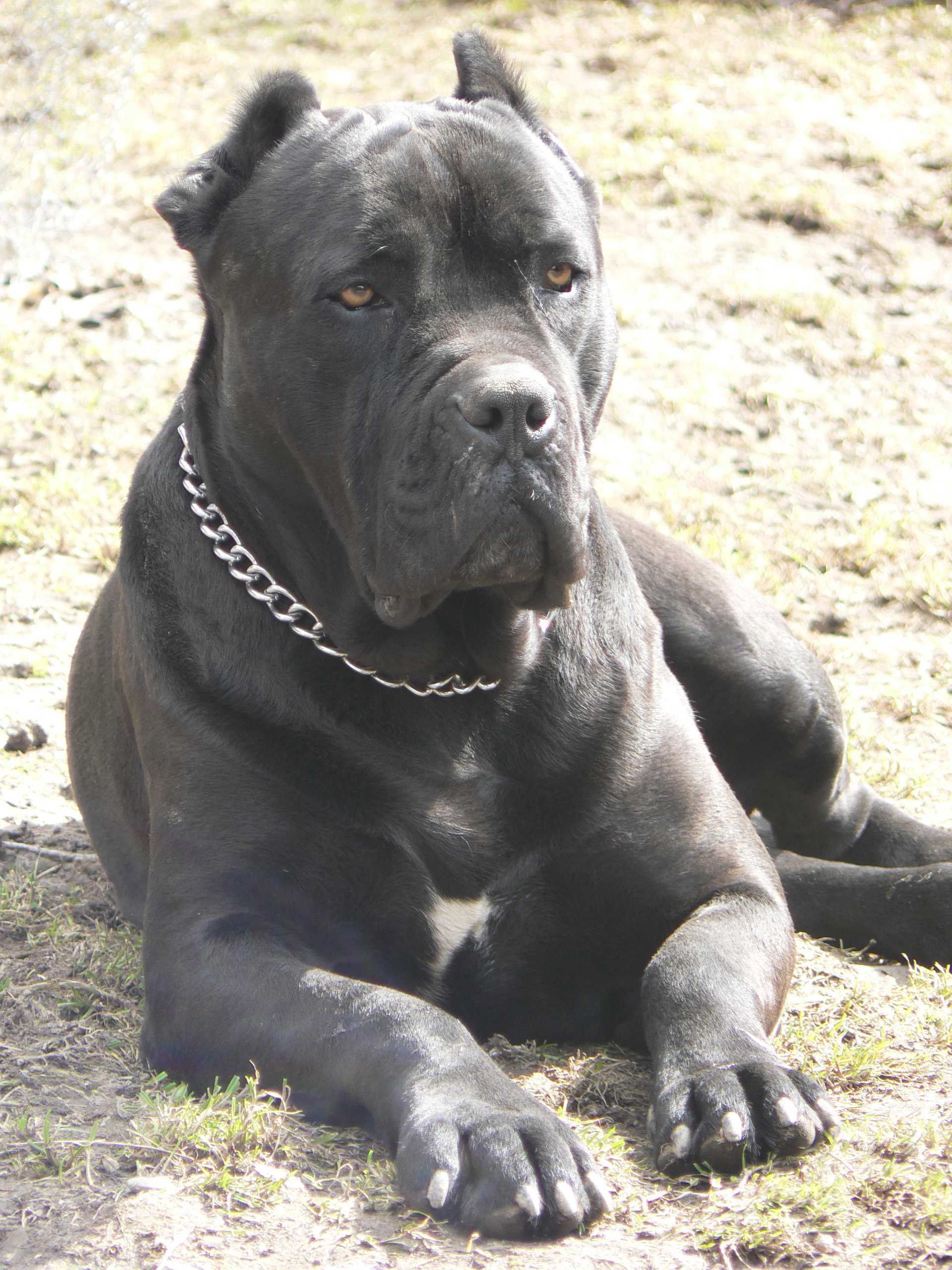 bandog.b